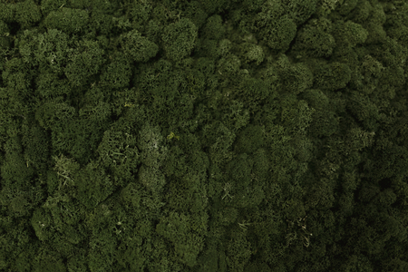 Aerial view of green moss