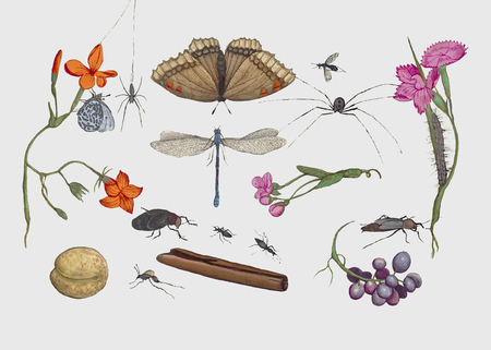 Vintage natural history ensemble illustration vector