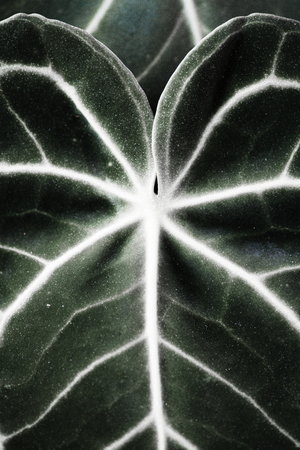 Close up of Xanthosoma leaves