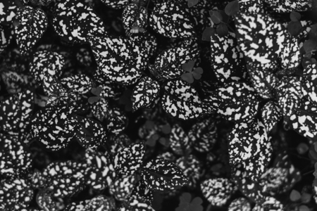 Plants in black and white textured backdrop