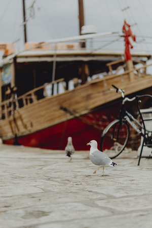 European herring gull at a sea port
