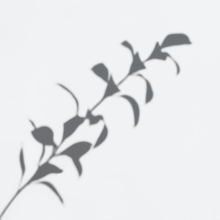 Shadow of leaves on a white wall