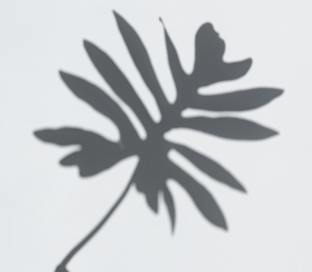 Shadow of leaves on a white wall