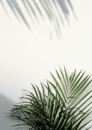 Areca palm shadows on a white wall