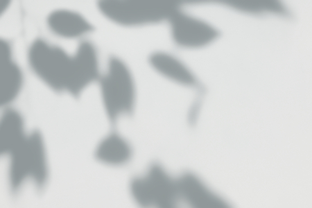 Shadow of leaves on a wall
