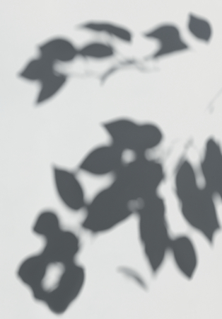 Shadow of leaves on a white wall