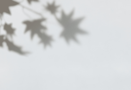 Maple leaves shadow on a wall