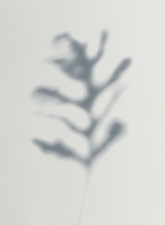 Shadow of leaves on a wall
