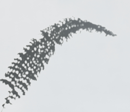 Shadow of a fern leaf on a white wall