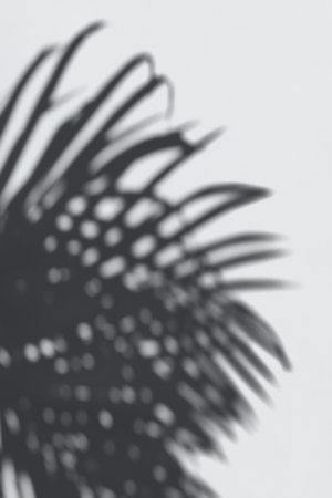 Shadow of palm leaves on a white wall