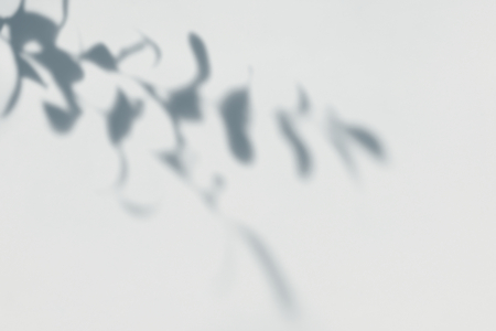Shadow of leaves on a wall