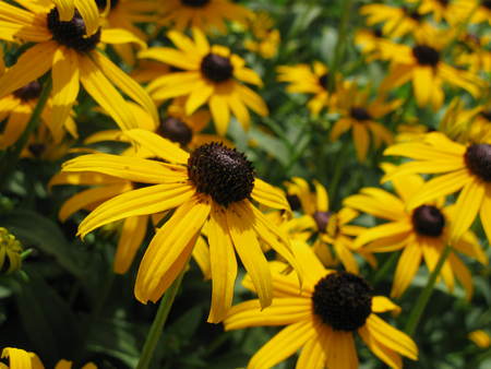 Daisy Field