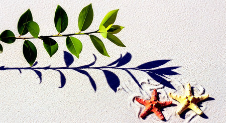 Starfish and leaf on the beach with shadow of the tree.の素材