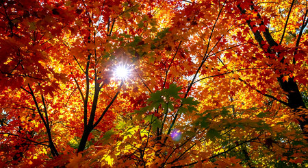 Autumn leaves in the park, beautiful nature background with sun raysの素材