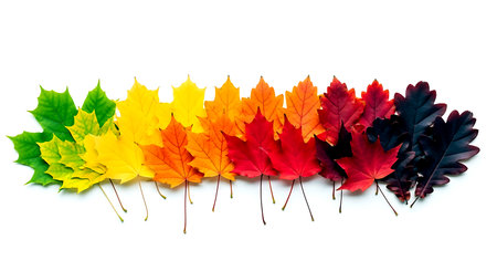 Colorful autumn maple leaves isolated on white background, top view.の素材