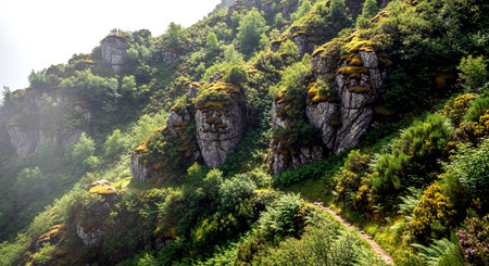 Mossy rocks in the mountains of Carpathians, Ukraineの素材