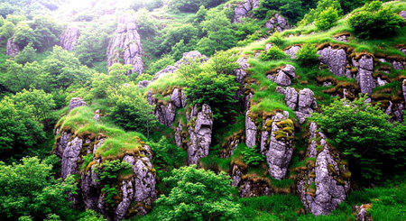 Mossy rocks in the Carpathian Mountains, Ukraine.の素材