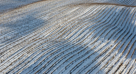 Snow covered pine trees in winter forest. Filtered image processed vintage effect.の素材
