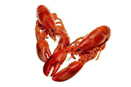lobsterの写真素材
