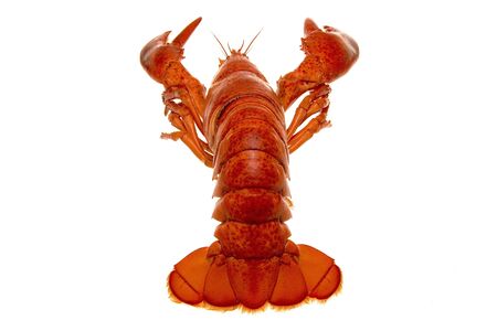 lobsterの写真素材