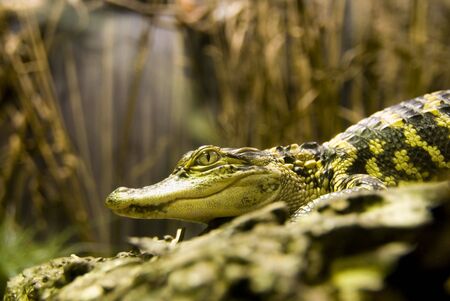 crocodile