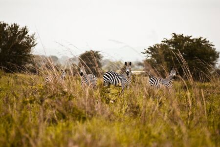 zebraの写真素材