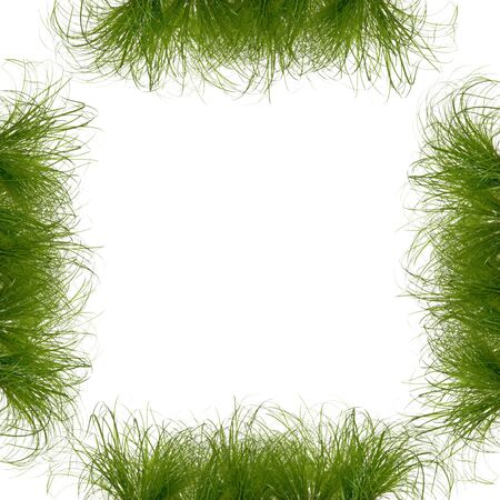 Grass  Background