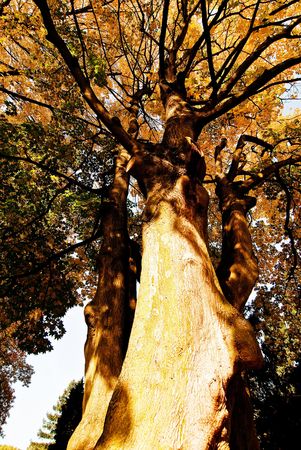 Coloured Tree