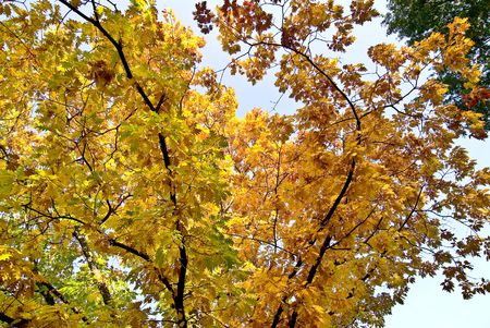 Oak with yellow leafs