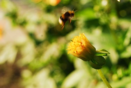 closed blossom with bumblebee