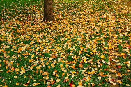 fallen leafs