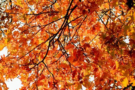 coloured oak in autumn