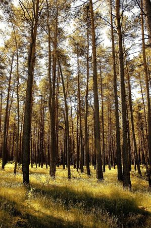 forestの写真素材