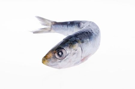 sardines