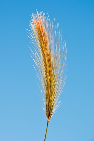 Ear