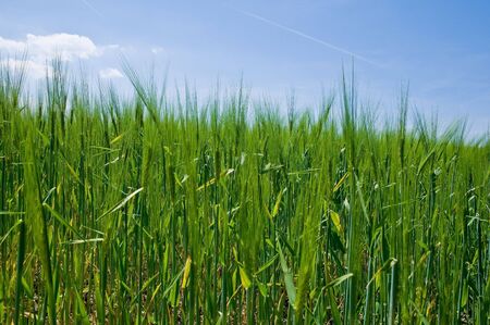 Cornfieldの写真素材