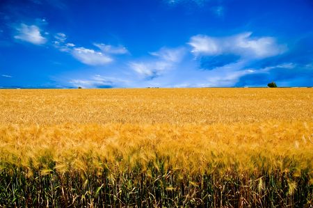 golden wheat field の写真素材