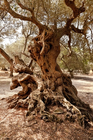 Olives Treeの写真素材