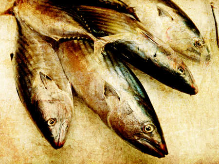 mackerel