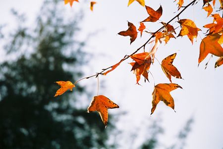 maple leafの写真素材