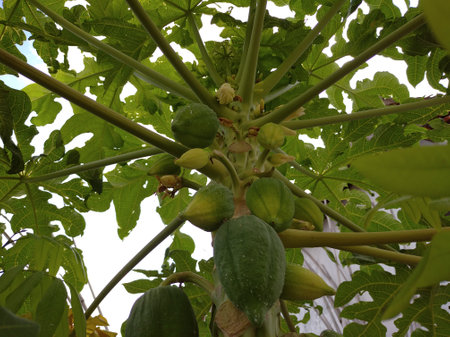 Papaya tree that has fruited but is still young. the fruit is still green and small in sizeの写真素材