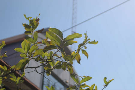 Selected focus of pinnate leaves with blurred building background