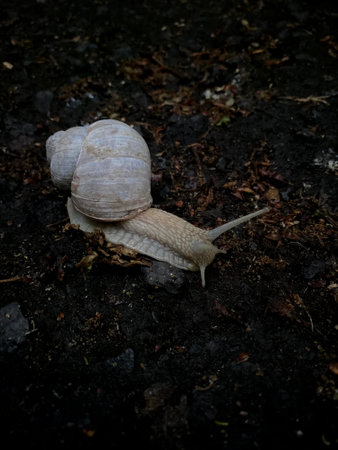 Snail crawling on the ground close-up viewの写真素材