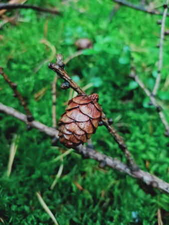A cone, a twig, and the softness of moss.