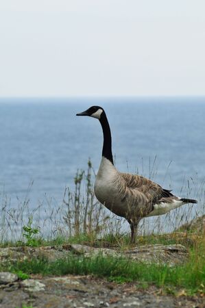 Goose of Presque Isle Marquette Michiganの写真素材