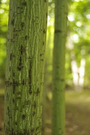 Stripped Maple Sappling の写真素材