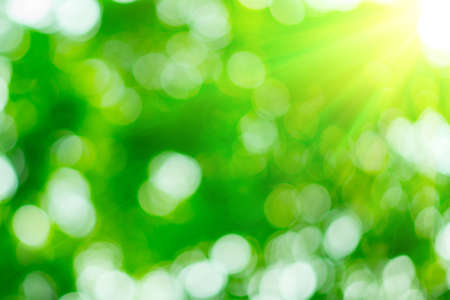 Sunny abstract green nature backgroundの写真素材