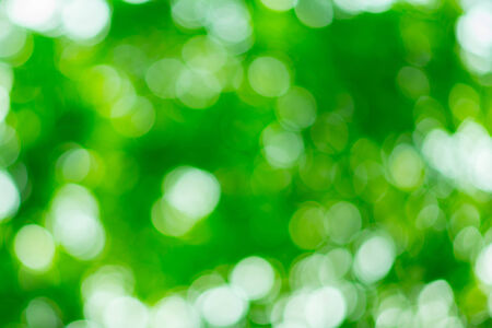 Sunny abstract green nature backgroundの写真素材