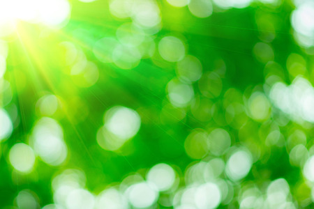 Sunny abstract green nature backgroundの写真素材