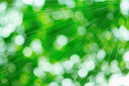 Beautiful bokeh bright greenの写真素材